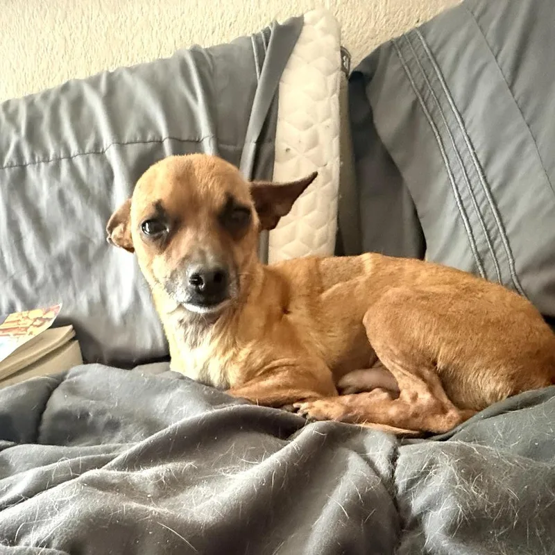 An adult small-sized male Yellow / Tan / Blond / Fawn Chihuahua dog named BabylonJuan Pablo Carlos for adoption in Tuba City, AZ