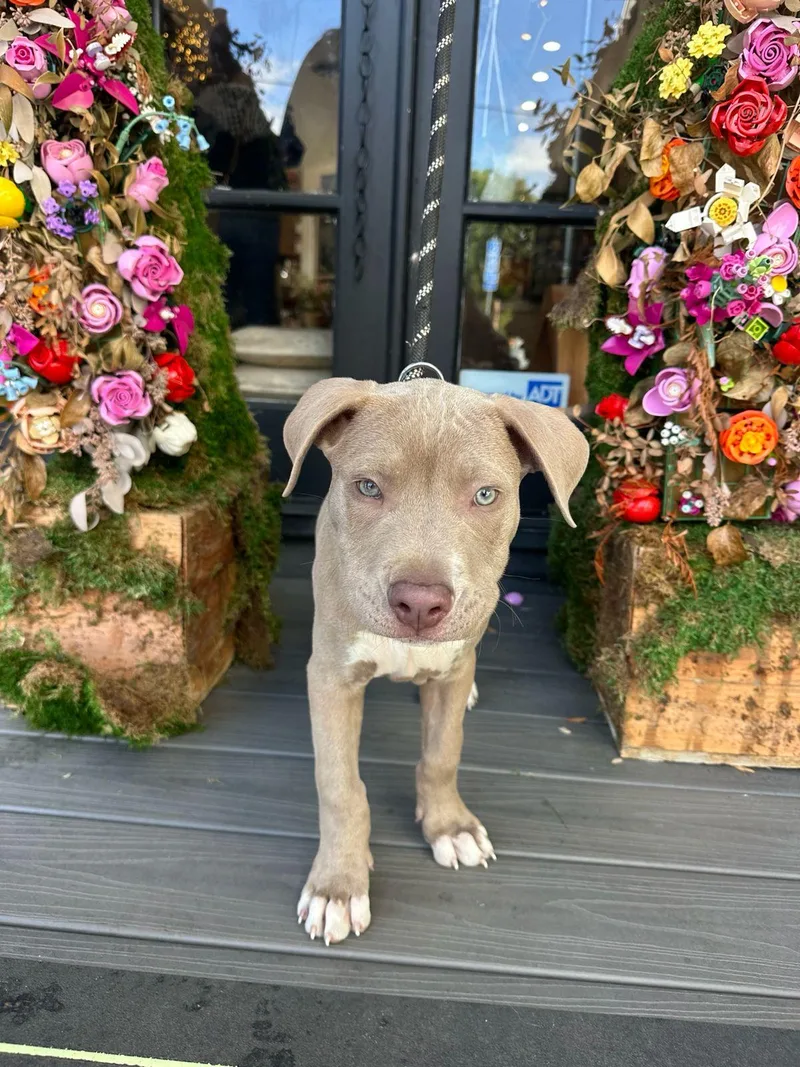 A baby medium-sized male Yellow / Tan / Blond / Fawn Pit Bull Terrier dog named Scout for adoption in Los Angeles, CA