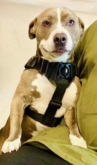 An adult medium-sized female Pit Bull Terrier dog named Jazzy for adoption in Los Angeles, CA