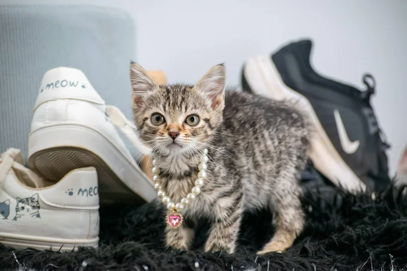 A baby small-sized female Tabby (Brown / Chocolate) Domestic Short Hair cat named Puma for adoption in Sevierville, TN