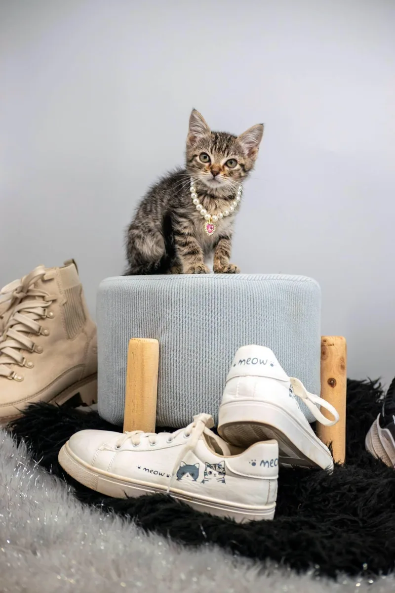 Puma thumbnail 2