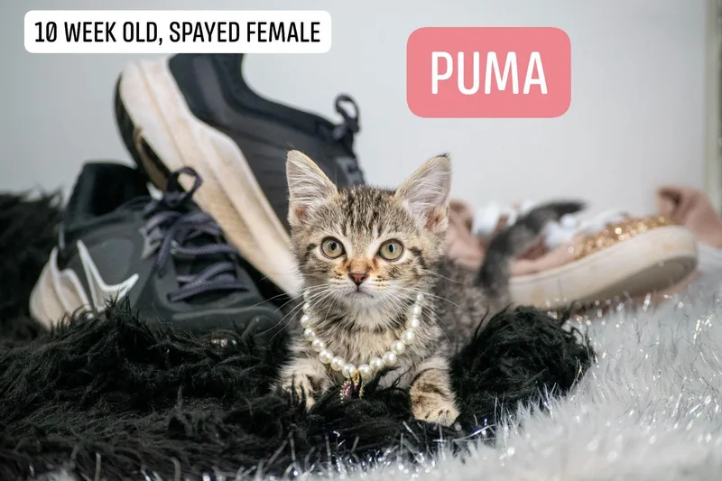 Puma thumbnail 3