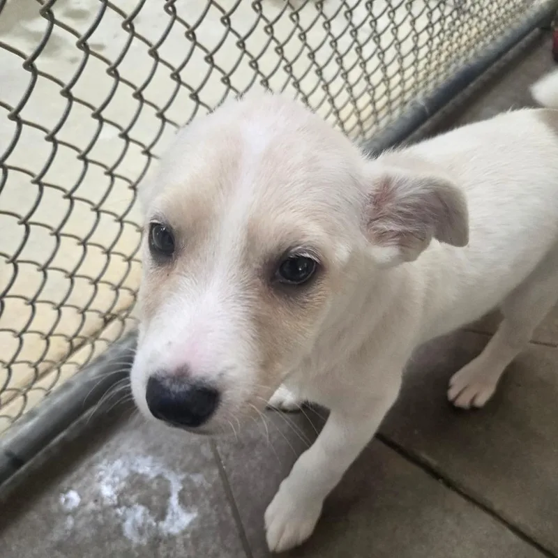 A baby small-sized male White / Cream Mixed Breed dog named Keith for adoption in Fort Bragg, CA