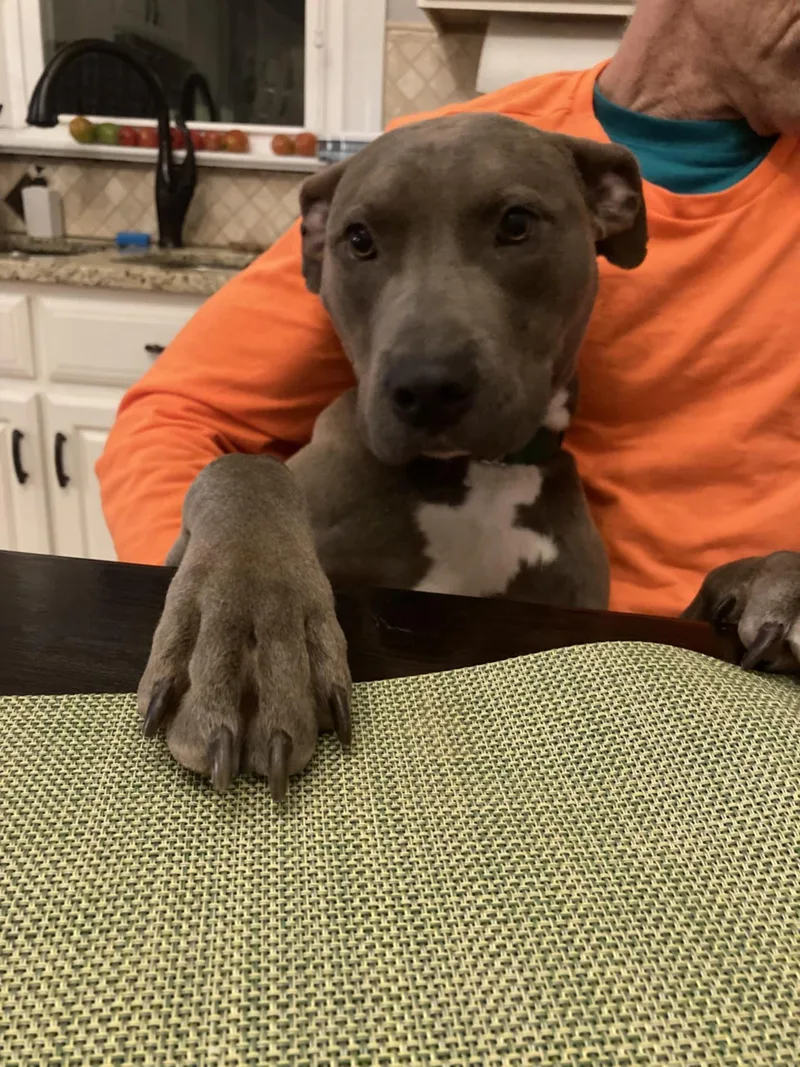 Rocky Ii thumbnail 2