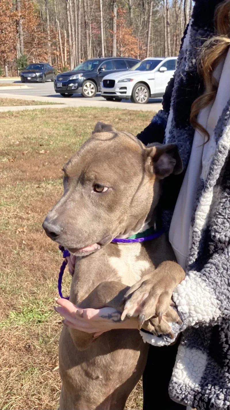 Rocky Ii thumbnail 3