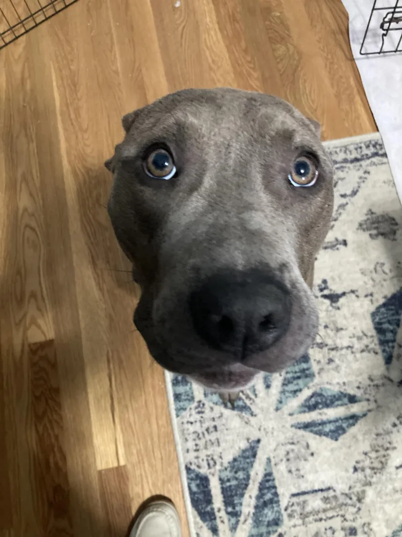 Rocky Ii thumbnail 4