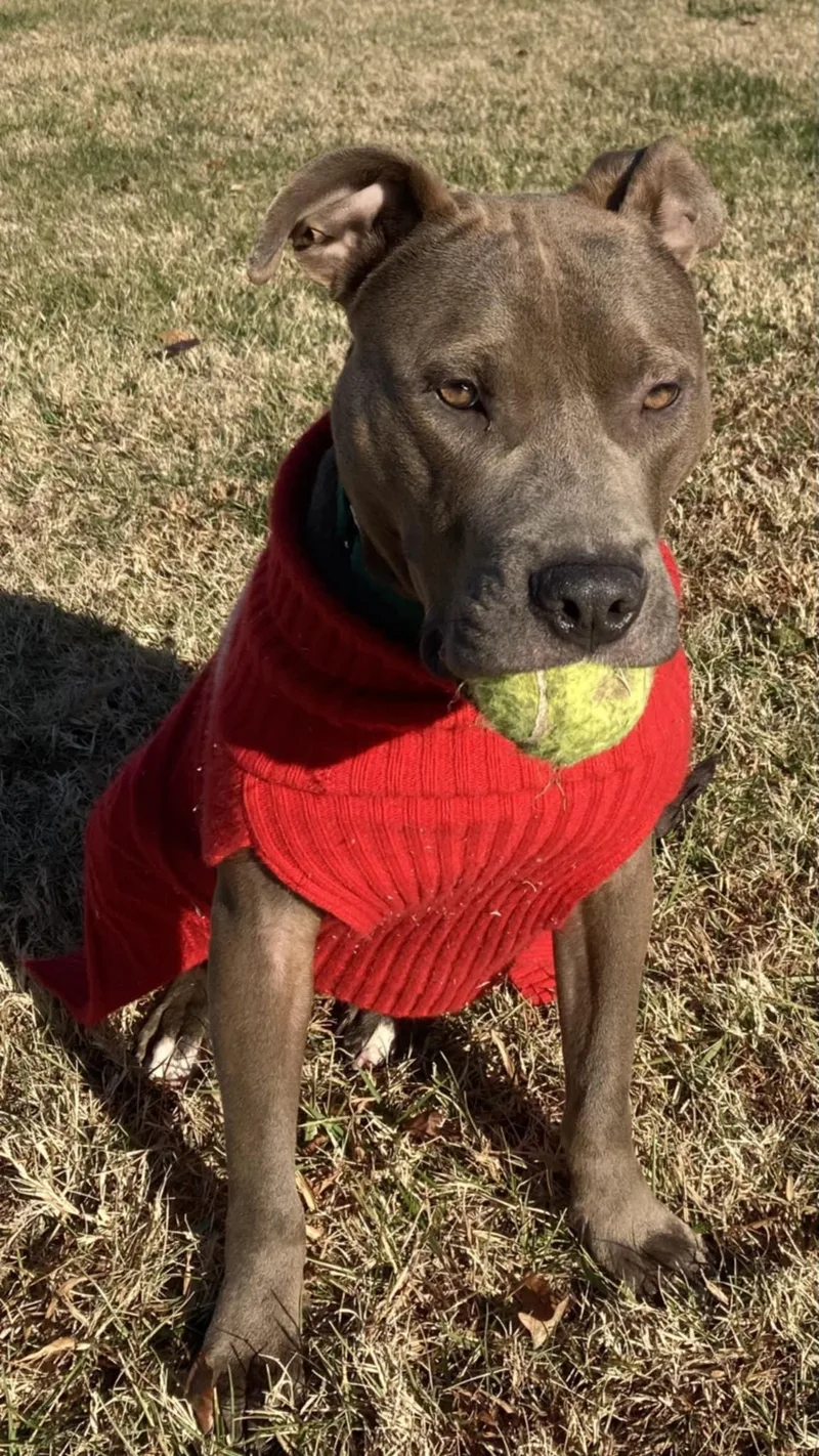 Rocky Ii thumbnail 5