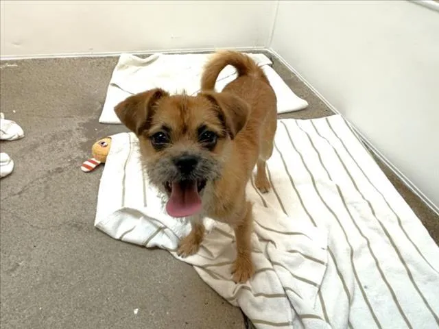 A baby small-sized male Mixed Breed dog named Arthur for adoption in Santa Fe, NM