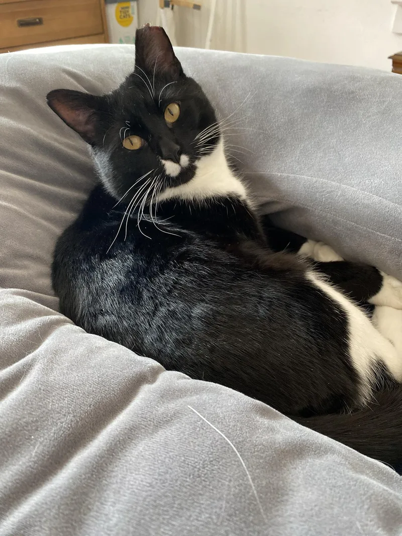 Pesto Pine thumbnail 2