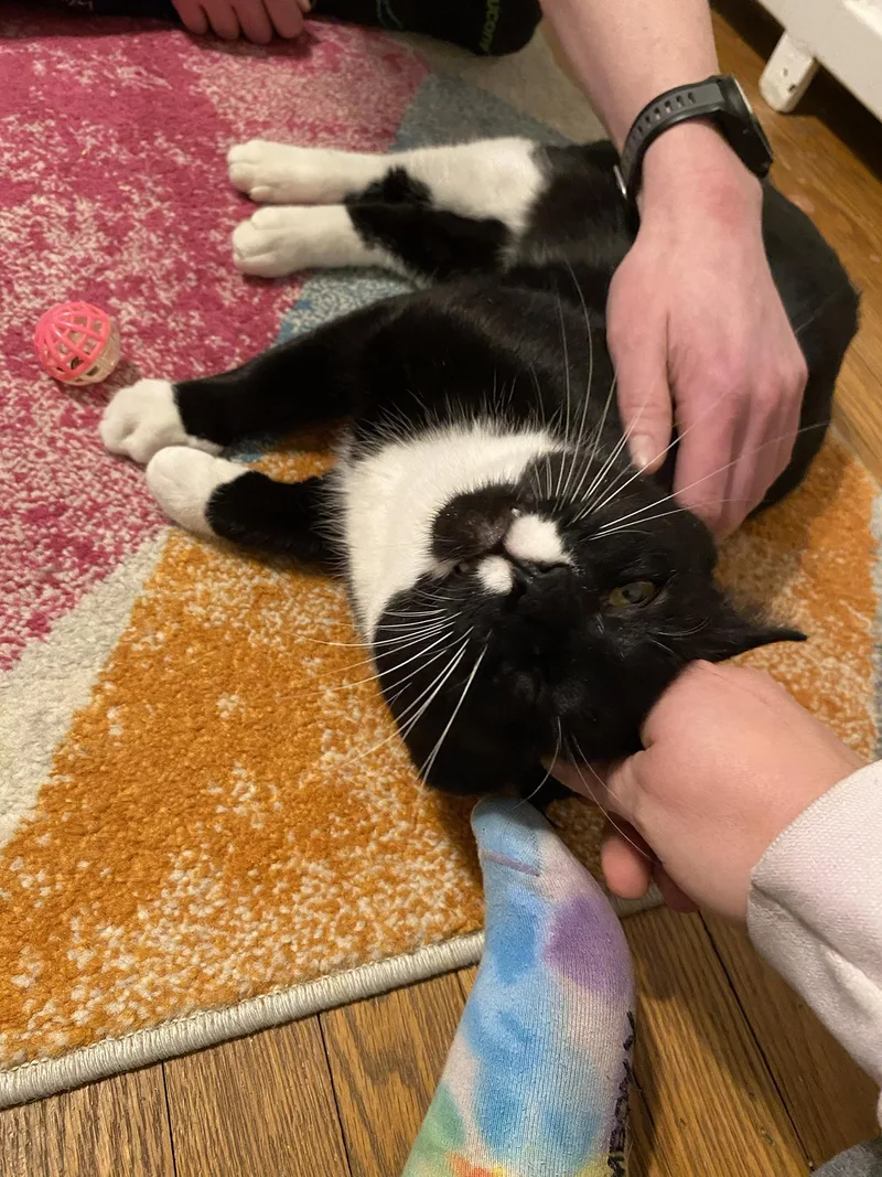 Pesto Pine thumbnail 3