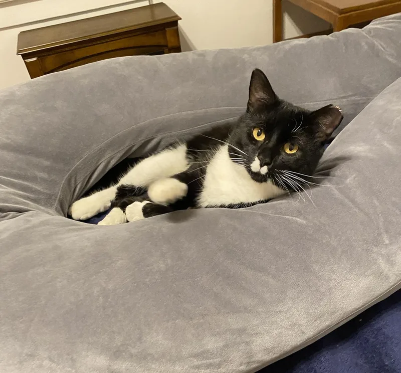 Pesto Pine thumbnail 4