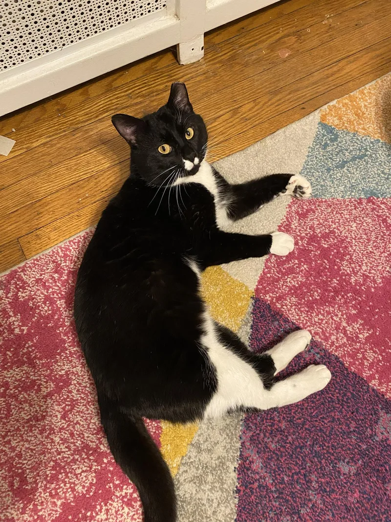 Pesto Pine thumbnail 5