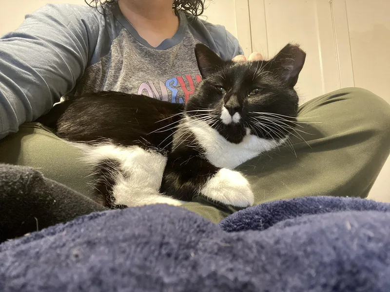 Pesto Pine thumbnail 6