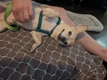 An adult small-sized male Mixed Breed dog named Elote for adoption in Chamblee, GA