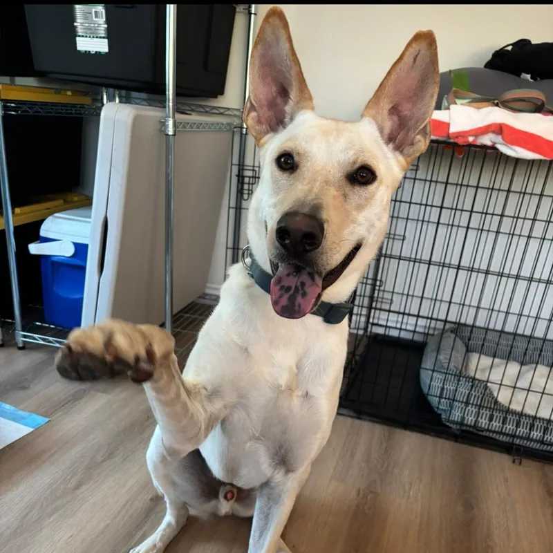 An adult large-sized male Apricot / Beige Shepherd dog named Armani for adoption in Ontario, CA
