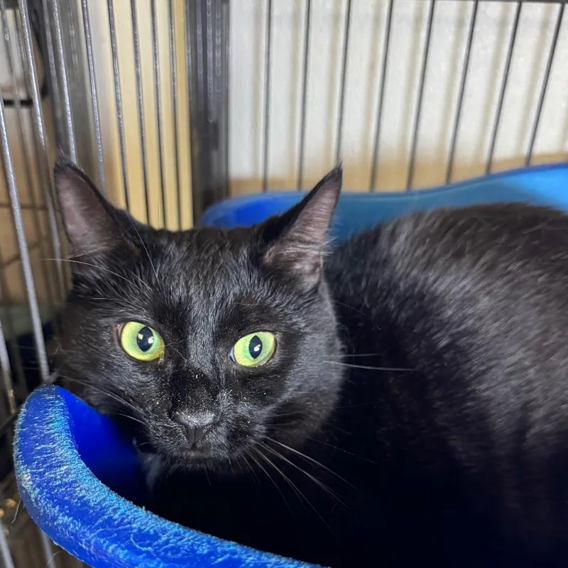 A young medium-sized male Domestic Short Hair cat named Who Dat for adoption in Saginaw, MI