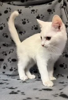 A baby large-sized female White Domestic Short Hair cat named Phoenix for adoption in Lemoyne, PA