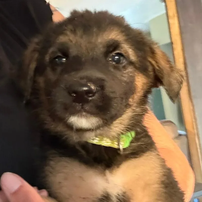 A baby large-sized male Black German Shepherd Dog dog named Bandit for adoption in Columbia Station, OH