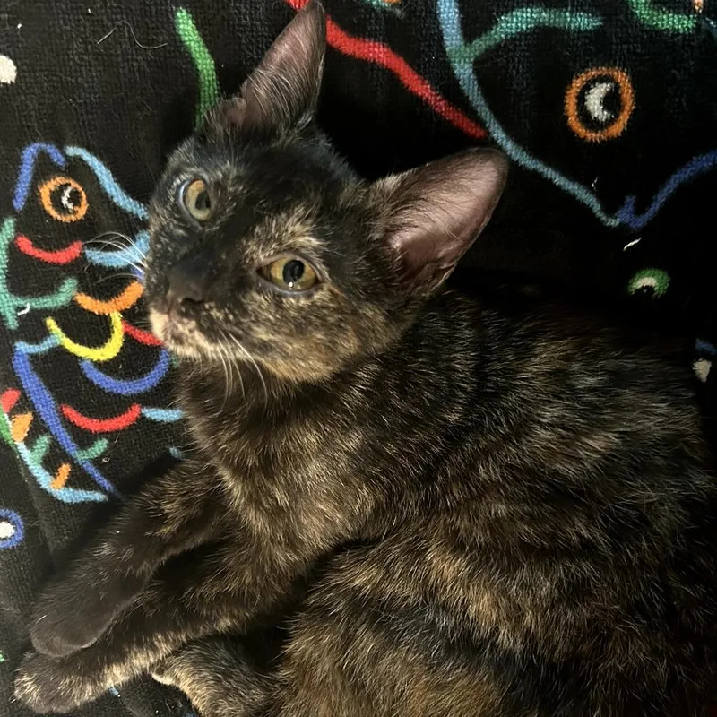 Snickers thumbnail 3