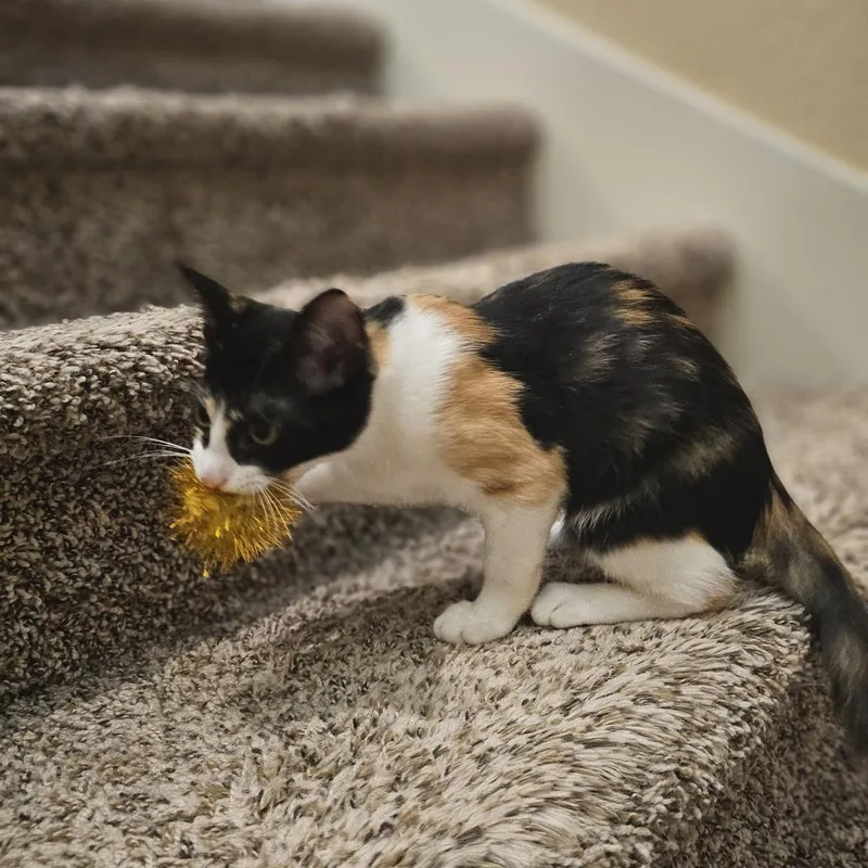 A baby medium-sized female White Domestic Short Hair cat named Maxine JP for adoption in Austin, TX