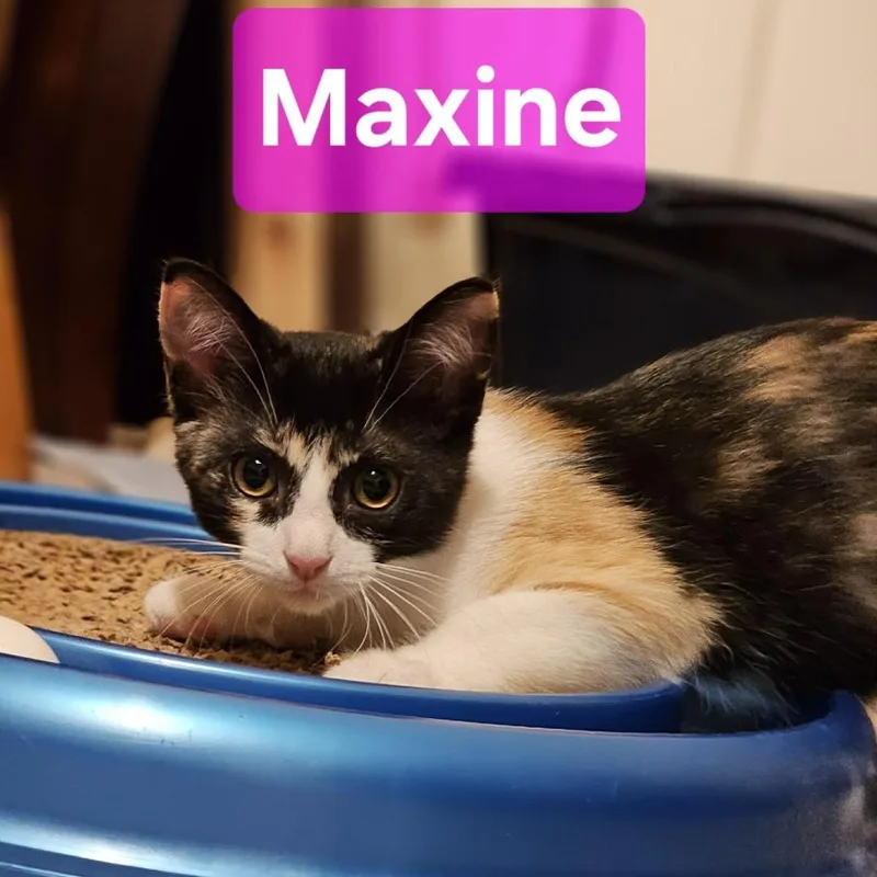 Maxine JP thumbnail 2