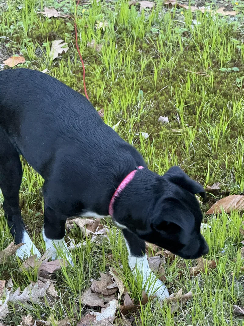 A baby medium-sized female Black Labrador Retriever dog named Sable for adoption in Merrimac, MA