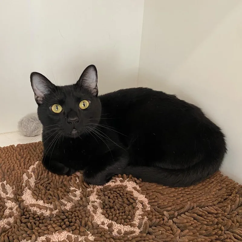 An adult large-sized male Black Domestic Short Hair cat named Sirius for adoption in Washington Township, OH