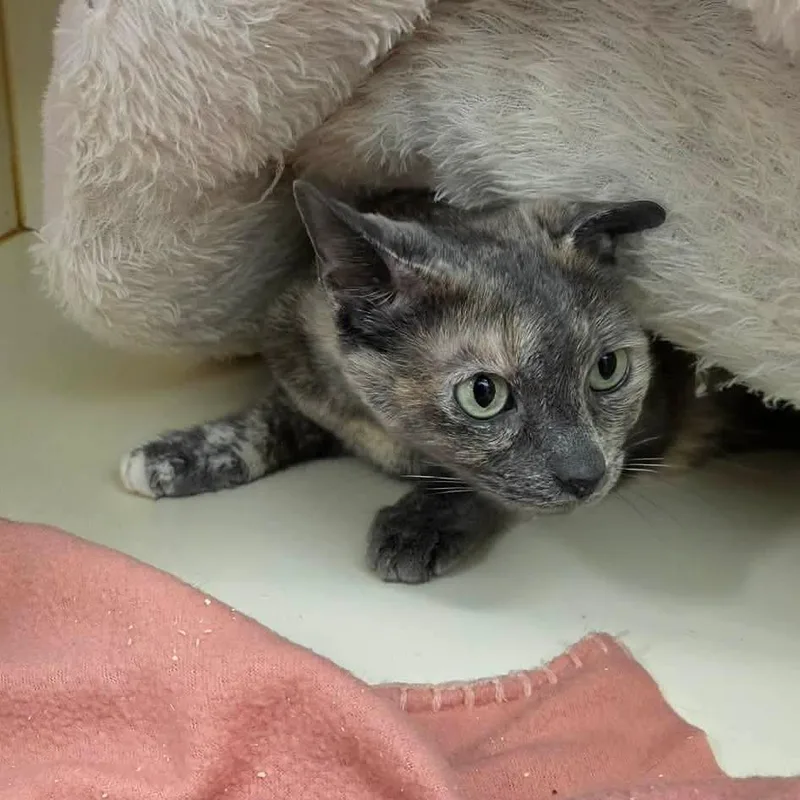 An adult small-sized female Gray / Blue / Silver Domestic Short Hair cat named Scarlett for adoption in Greenville, NC