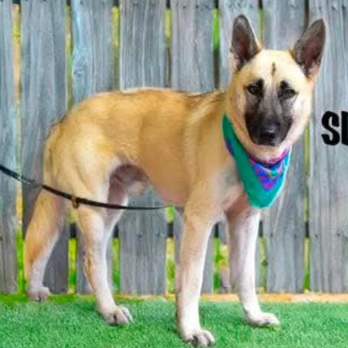 An adult large-sized male Apricot / Beige German Shepherd Dog dog named Slater for adoption in Weatherford, TX