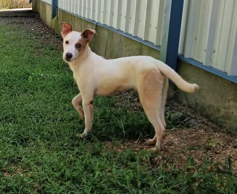 An adult medium-sized male Mixed Breed dog named Bucky for adoption in North Little Rock, AR