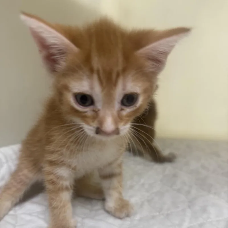 A baby small-sized female Orange / Red Domestic Short Hair cat named Sorrelc for adoption in East Saint Louis, IL