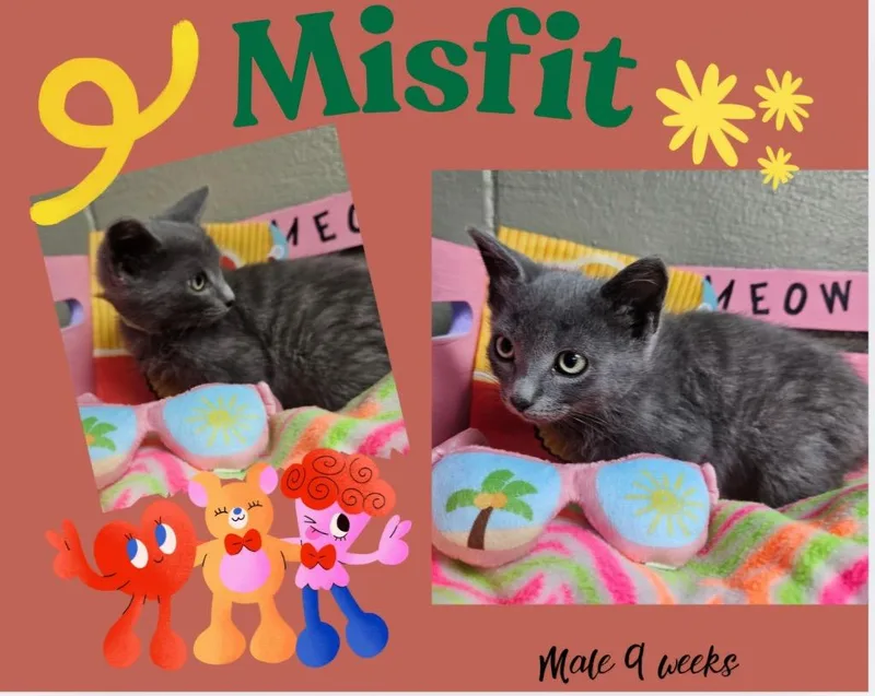 Misfit thumbnail 2