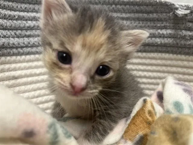 A baby small-sized female Domestic Short Hair cat named Tailgate for adoption in Rosenberg, TX