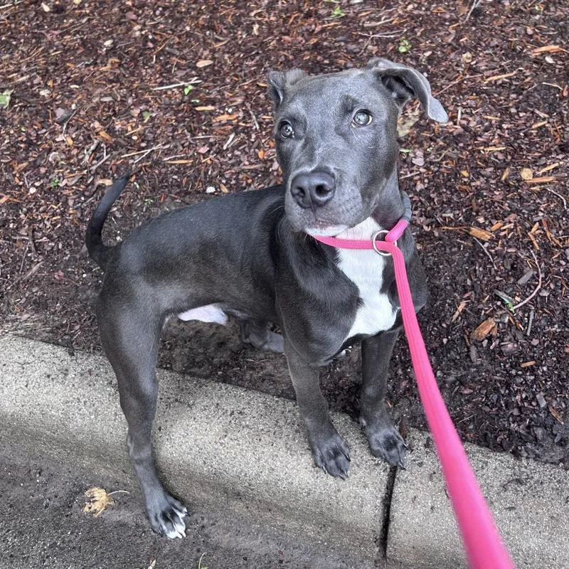 A young medium-sized male Gray / Blue / Silver Mixed Breed dog named Cannon for adoption in Asheville, NC