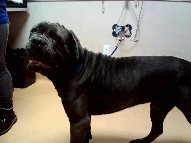 A young extra large-sized male Neapolitan Mastiff dog named Goliath for adoption in Martinez, CA