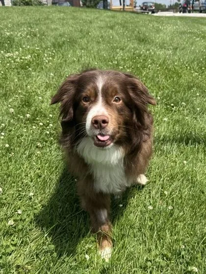 An adult medium-sized male Brown / Chocolate Australian Shepherd dog named Wyatt for adoption in Tinley Park, IL