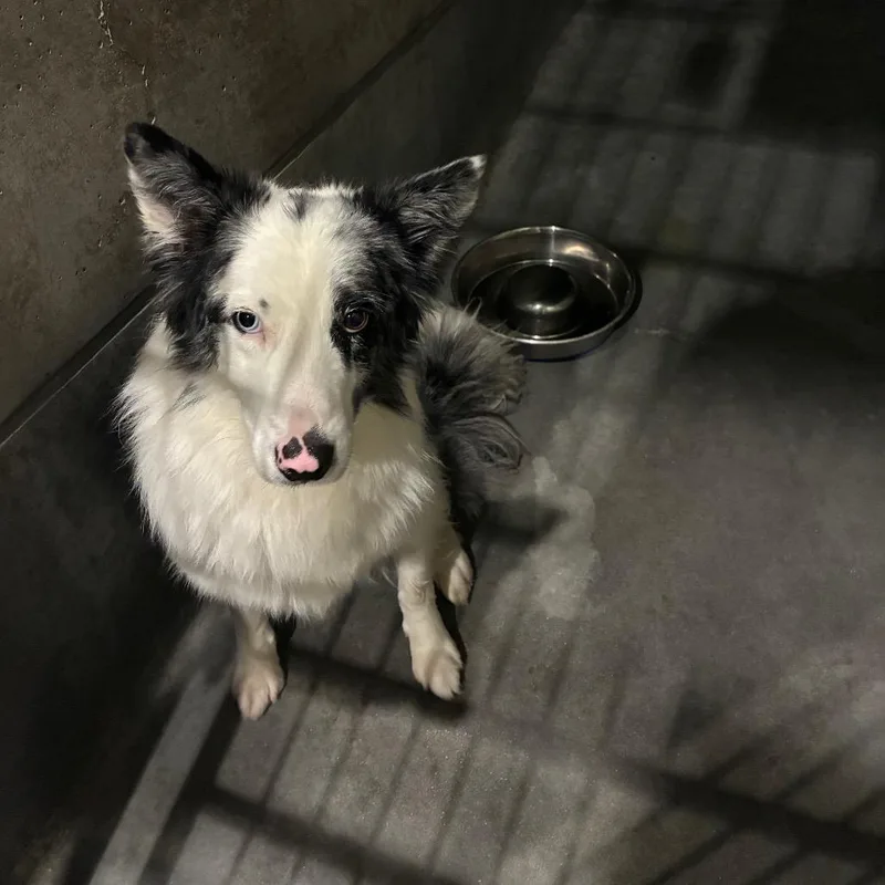 An adult small-sized male Black Australian Shepherd dog named Kylo for adoption in Pasadena, CA