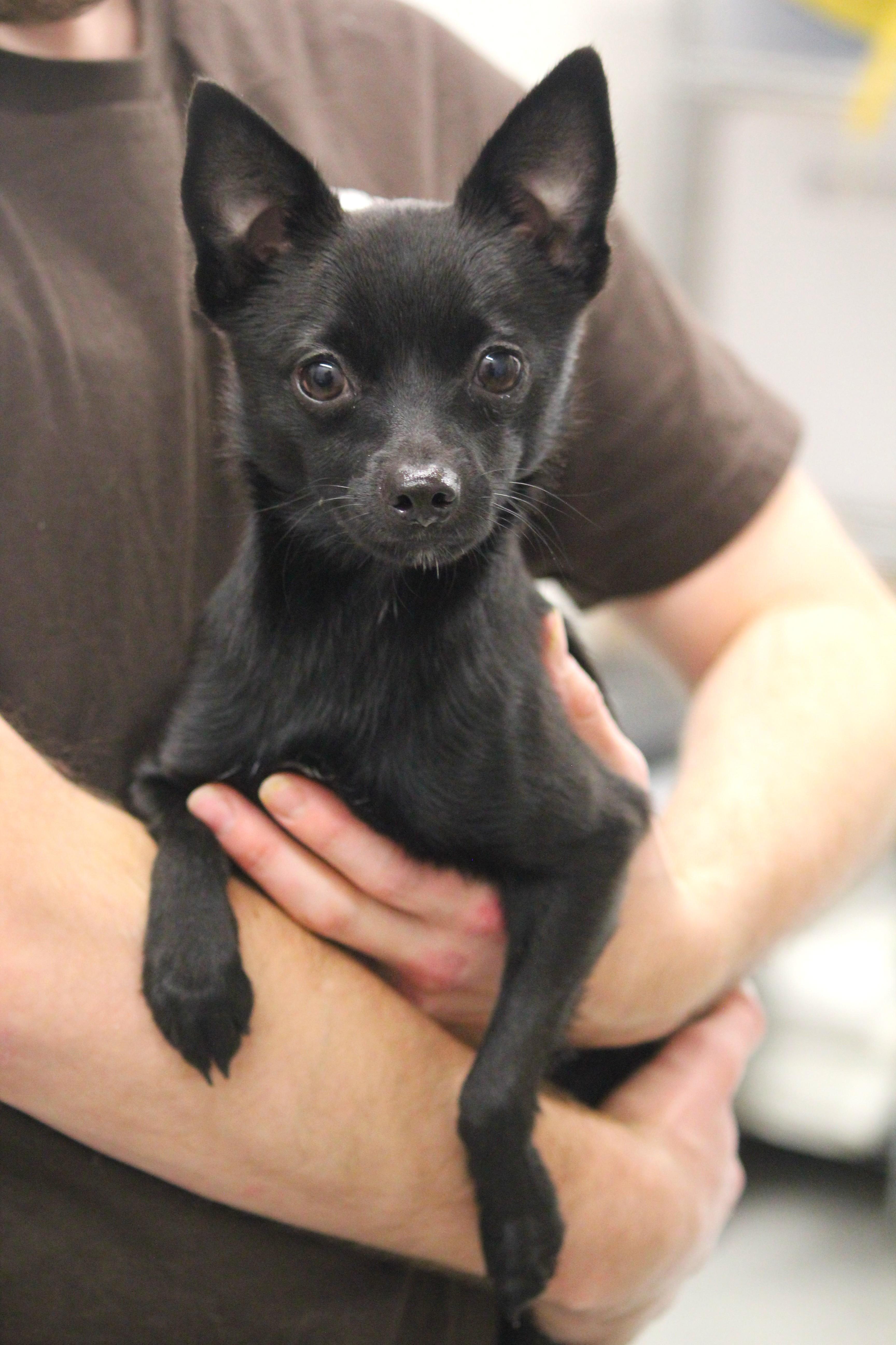A young small-sized male Chihuahua dog named Bitty for adoption in Hayward, WI