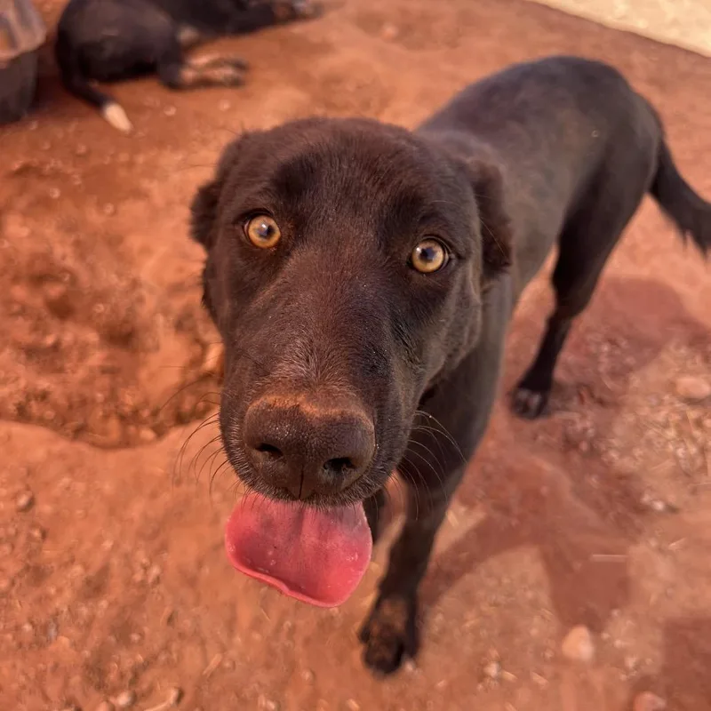 A young medium-sized female Black Mixed Breed dog named Pammy for adoption in Moab, UT