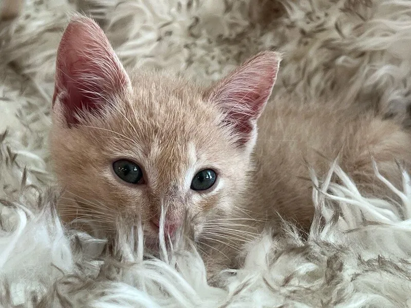 A baby medium-sized male Cream / Ivory Domestic Short Hair cat named Peri for adoption in Terrell, TX