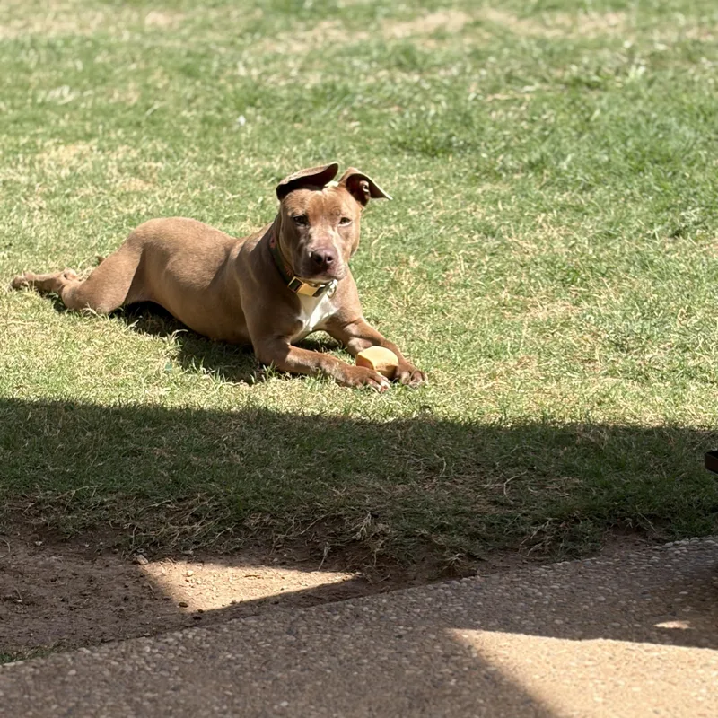 A young medium-sized female Golden Belgian Shepherd / Malinois dog named Phoebe for adoption in Mansfield, TX