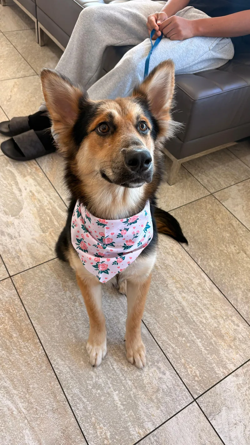 An adult large-sized female Bicolor German Shepherd Dog dog named Roxie for adoption in miami, FL