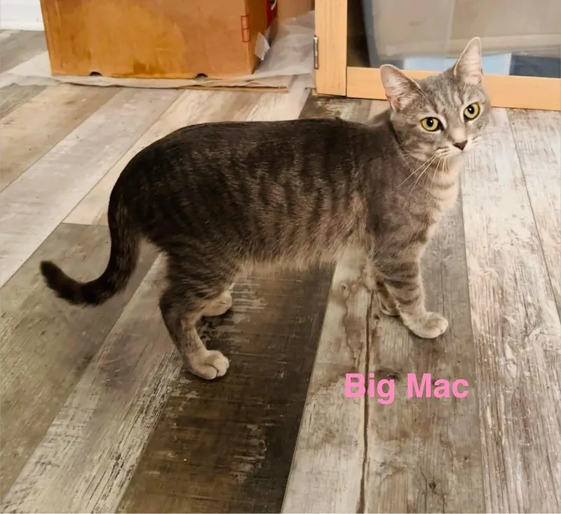 An adult large-sized female Domestic Short Hair cat named Big Mac for adoption in Milton, DE