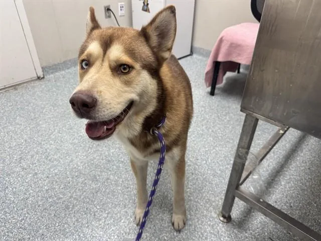 An adult large-sized male Siberian Husky dog named Valto for adoption in Garland, TX