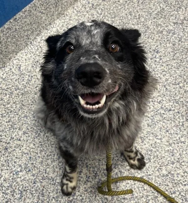 An adult large-sized male Australian Shepherd dog named Bondi for adoption in Golden, CO