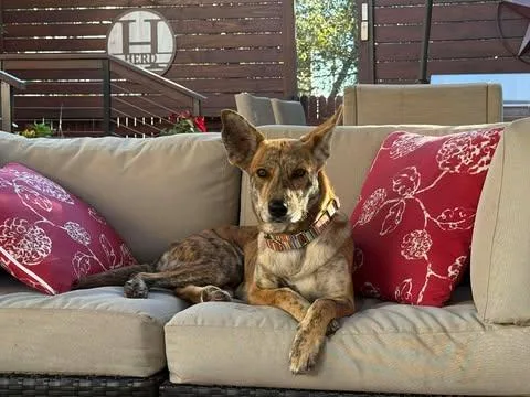 A young large-sized female Brindle Plott Hound dog named Larissa for adoption in Vernon, CT