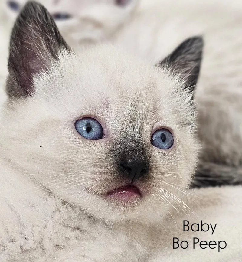 A young medium-sized female Siamese cat named Bo Peep for adoption in Riverside, CA
