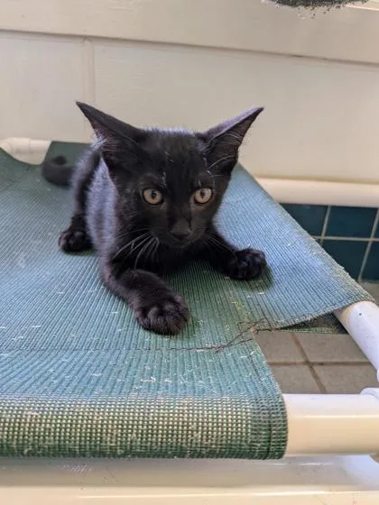 A baby small-sized male Domestic Short Hair cat named Liam for adoption in Honolulu, HI