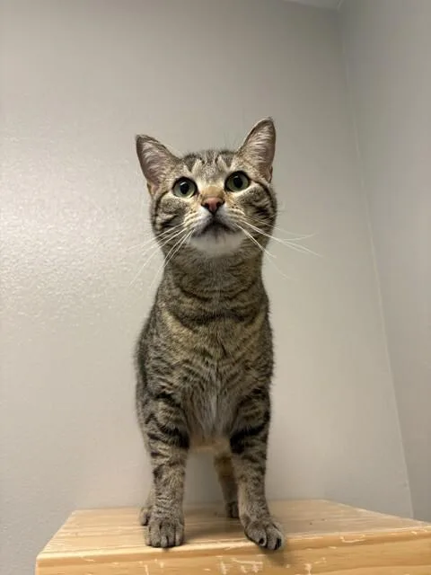 An adult medium-sized female Brown / Chocolate Domestic Short Hair cat named Willow for adoption in Fort Collins, CO