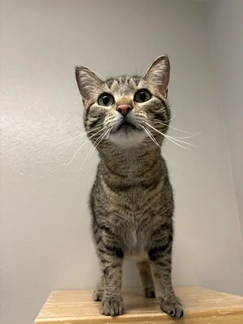 Willow thumbnail 3